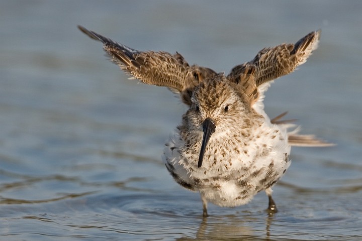 Sanderling Calidris alba Sanderling